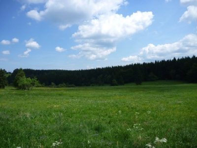 Eine Wiese im Thüringer Wald