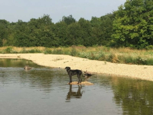 Hund beim Baden am Stausee in Thüringen