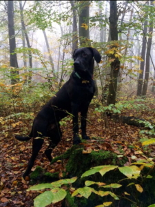 Hund im Thüringer Wald im Herbst