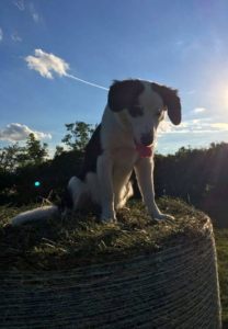 Hund auf einem Strohballen im Sommer in Thüringen